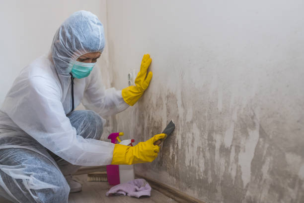 Best Asbestos and Lead Testing During Mold Inspection  in Lake Stickney, WA